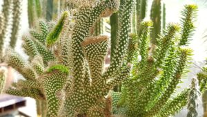 Opuntia spinosior crestata