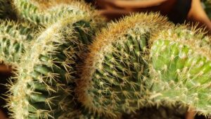 Pachycereus pringlei crestato