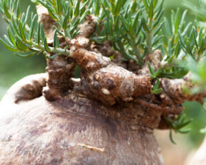Pachypodium bispinosum