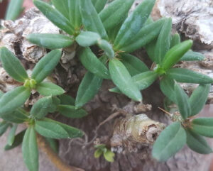 Pachypodium bispinosum
