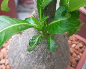 Pachypodium decaryi