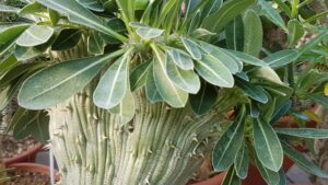 Pachypodium densiflorum forma crestata