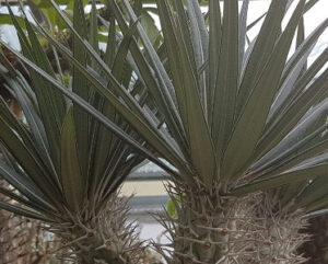 Pachypodium geayi