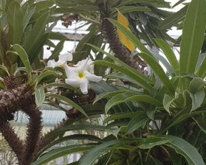 Pachypodium lamerei (Palma del Madagascar)