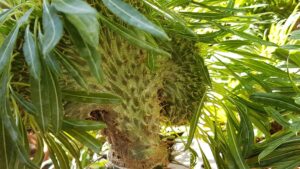 Pachypodium lamerei crestato
