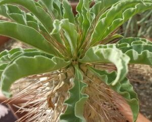 Pachypodium namaquanum