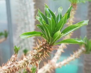 Pachypodium rutenbergianum