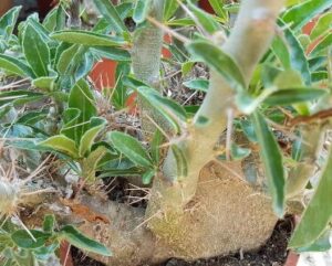 Pachypodium saundersii