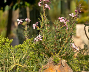 Pachypodium succulentum
