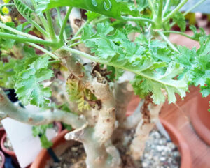 Pelargonium alternans
