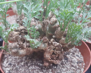 Pelargonium carnosum