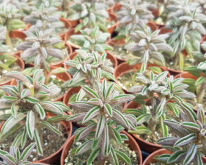 Peperomia asperula