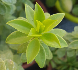Peperomia congesta