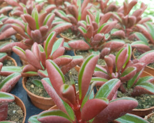 Peperomia graveolens