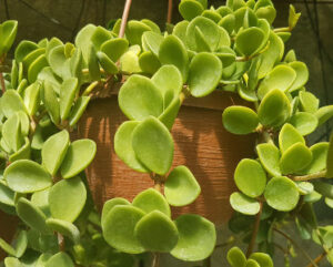 Peperomia sp
