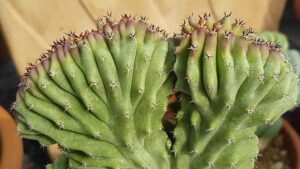 Polaskia chichipe f. crestata