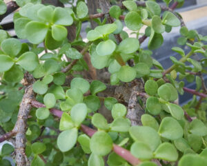 Portulacaria afra