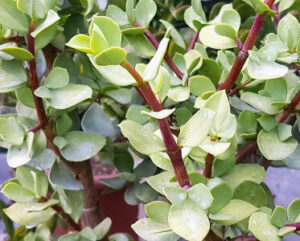 Portulacaria afra ‘Big Leaf’
