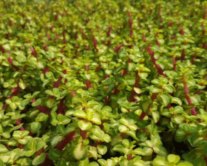 Portulacaria afra follis variegata