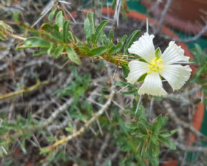 Sarcocaulon camdeboense