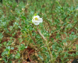 Sarcocaulon multifidum