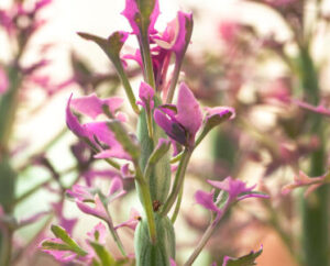 Senecio articulatus variegato