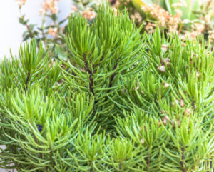 Senecio barbertonicus