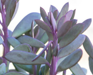 Senecio crassissimus