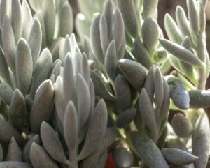 Senecio haworthii