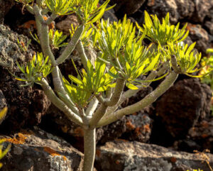 Senecio kleinia (Kleinia neriifolia)