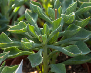 Senecio kleiniiformis
