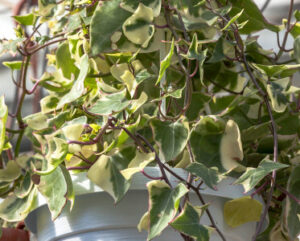 Senecio macroglossus