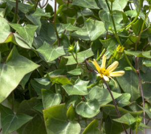 Senecio macroglossus Fiore