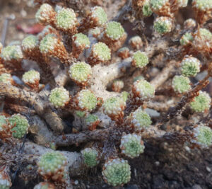 Senecio multiceps N.P.Balakr