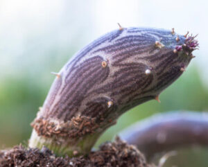 Senecio pendulus