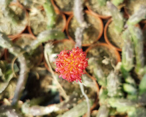 Senecio pendulus fiorito