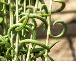 Senecio radicans