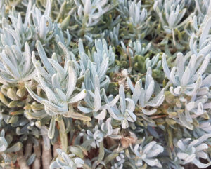 Curio repens (Senecio serpens)