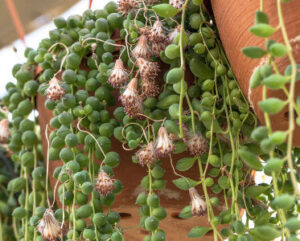 Senecio rowleyanus