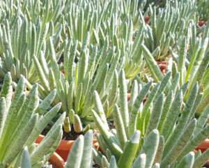 Senecio scaposus