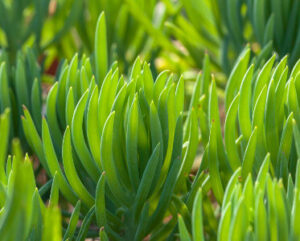 Senecio talinoides
