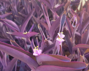 Setcreasea purpurea