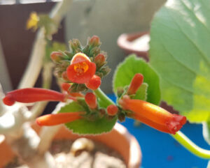 Sinningia macrostachya