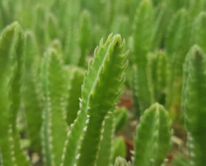 Stapelia hirsuta