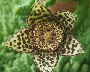 Stapelia variegata