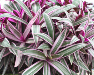 Tradescantia spathacea rhoeo