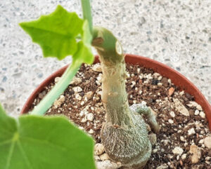 Uncarina ankarensis