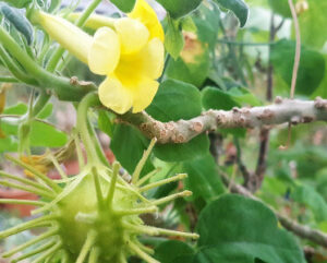 Uncarina roeosliana
