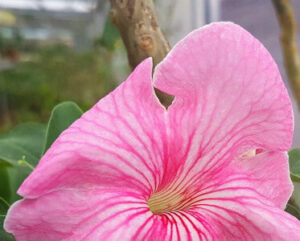 Uncarina stellulifera