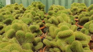 Weberbauerocereus johnsonii forma crestata